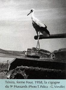 Cigogne  03 de Tadeusz PALICA du 9e Hussards